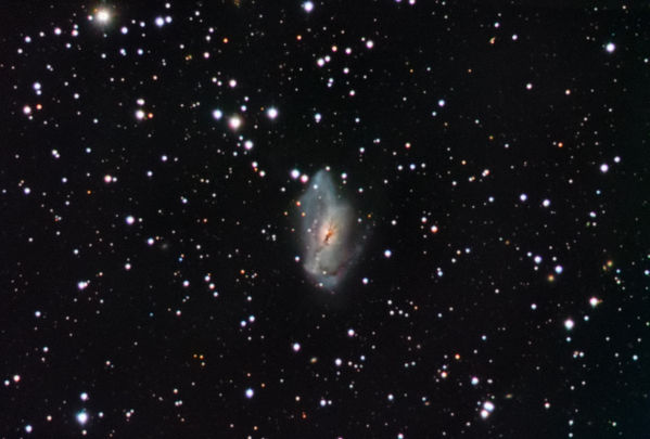 NGC 2146 -- Spiral Galaxy in Camelopardalis
This is a reprocessing of the image I took last fall and posted in May.  It benefits from a much better understanding of how to use the color correction processes in PixInsight.
